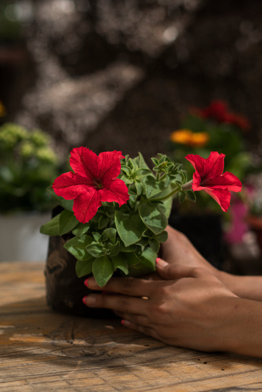 Petunia XS