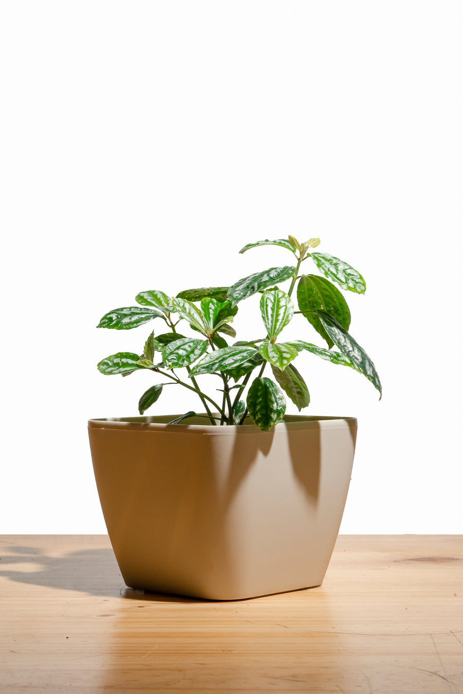 Pilea M