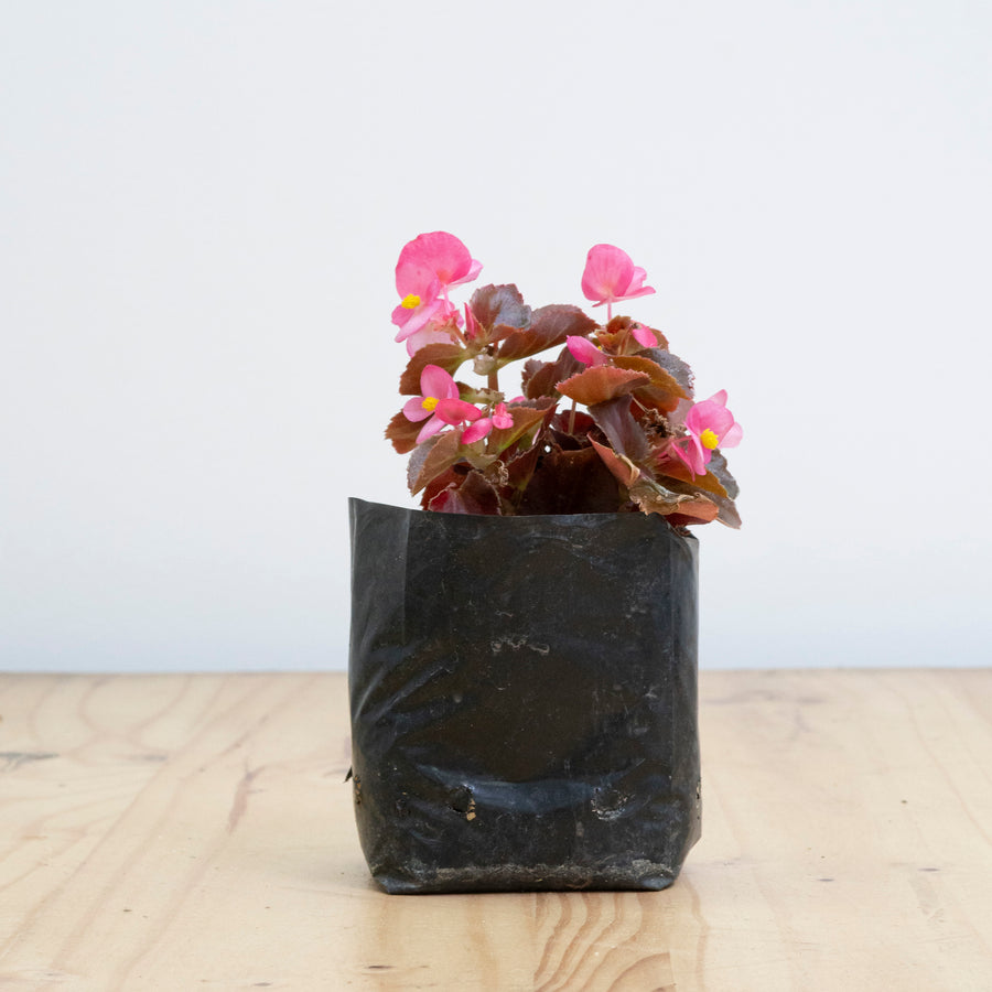 Begonia Porcelana M