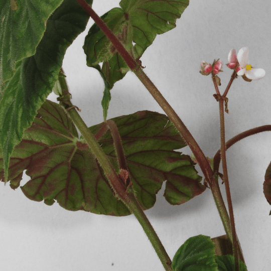 Begonia Credneri