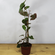 Begonia Credneri L