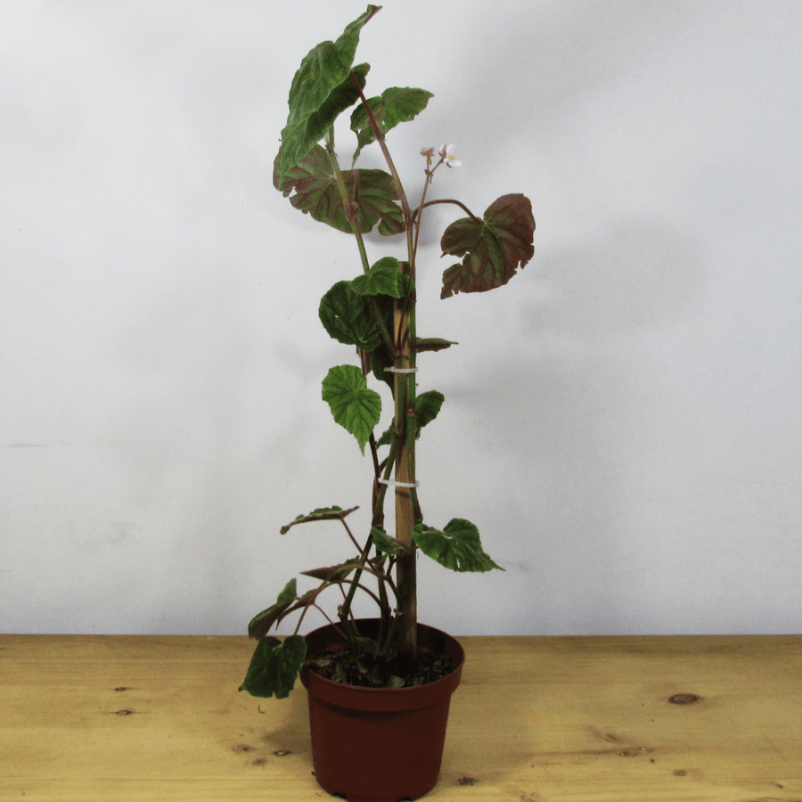 Begonia Credneri L