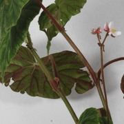 Begonia Credneri L