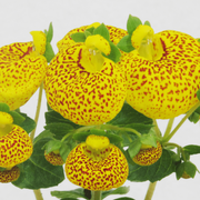 Calceolaria Herbeohybrida (Capochito) M
