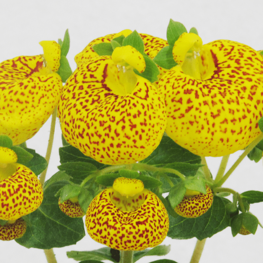 Calceolaria Herbeohybrida (Capochito) M