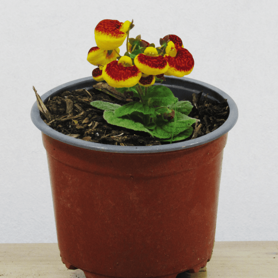 Calceolaria Herbeohybrida (Capochito) M