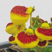 Calceolaria Herbeohybrida (Capochito) M