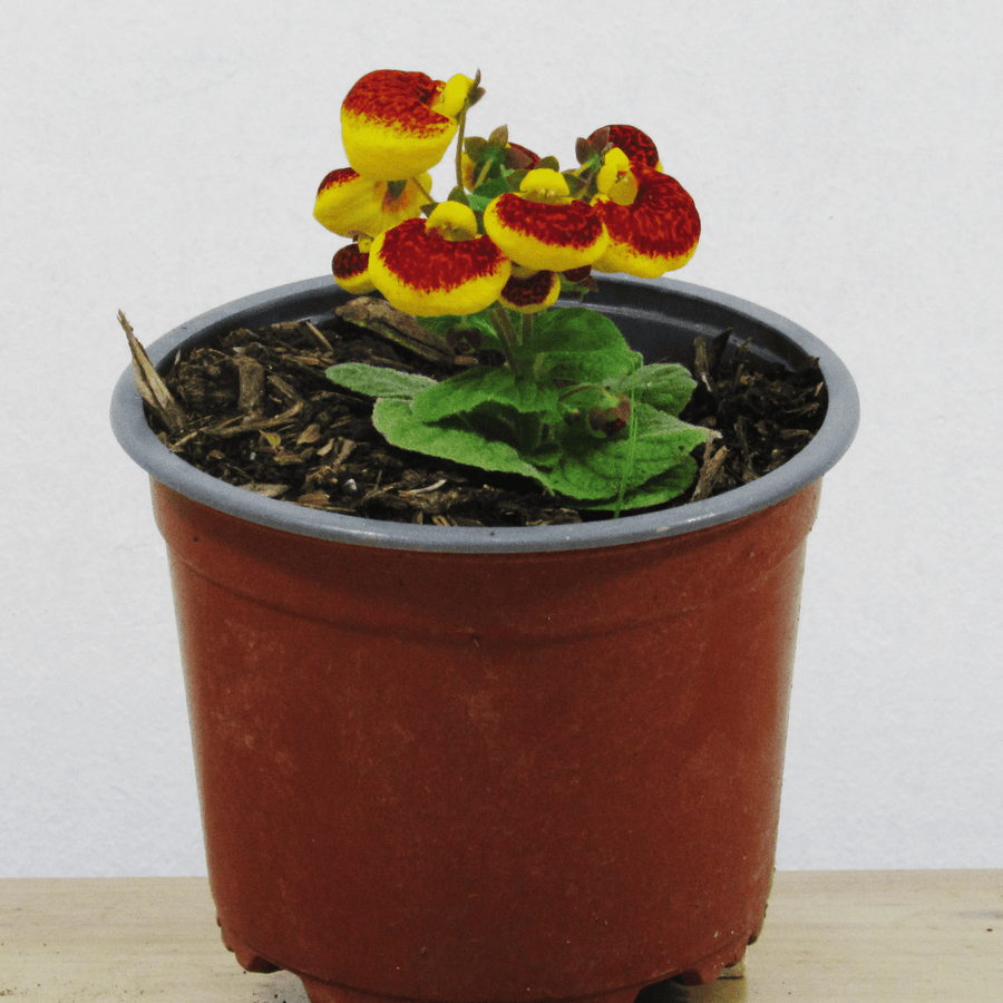 Calceolaria Herbeohybrida (Capochito)