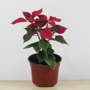 Corona del Inca (Poinsettia) S