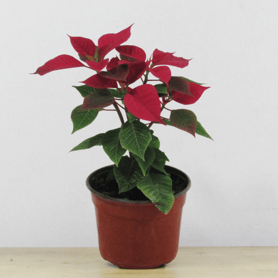 Corona del Inca (Poinsettia) S
