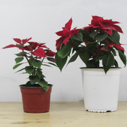 Corona del Inca (Poinsettia) S