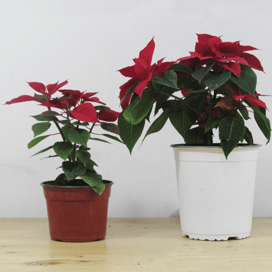 Corona del Inca (Poinsettia) S