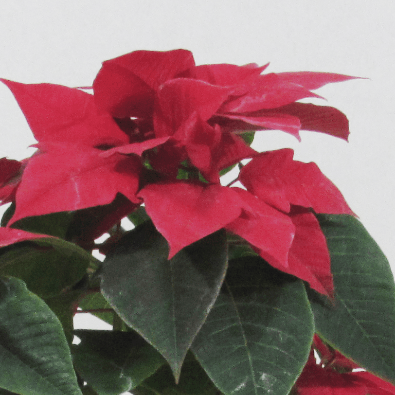 Corona del Inca (Poinsettia) S