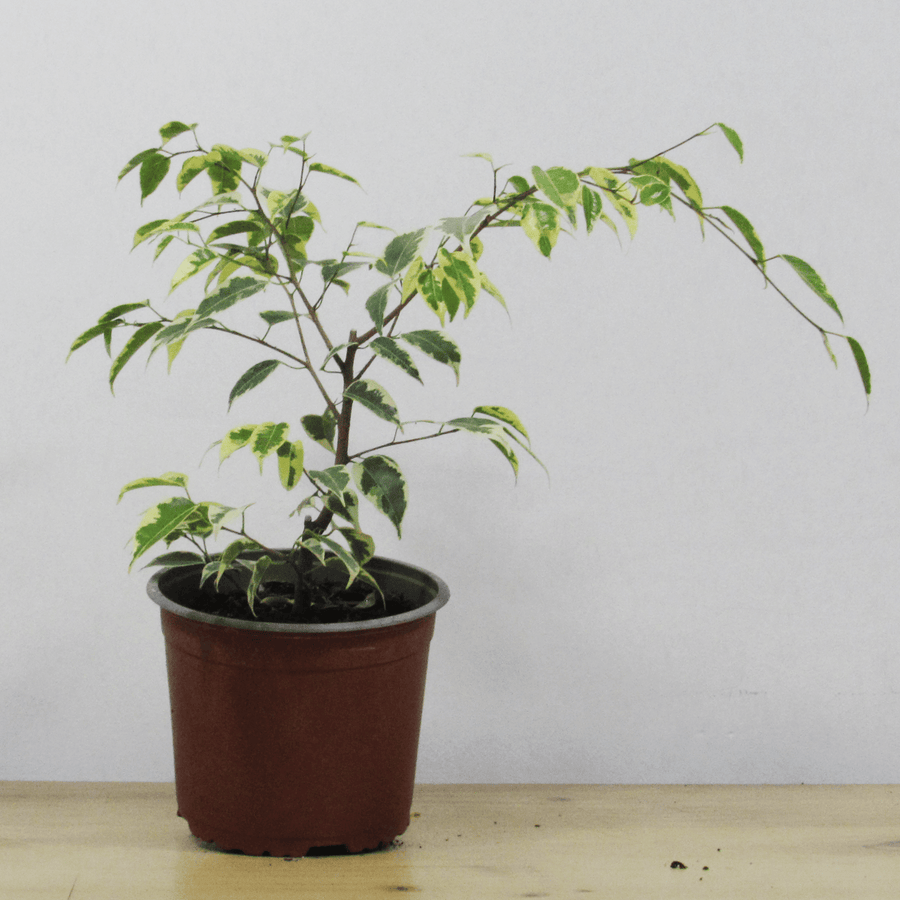 Ficus Samantha Variegado S