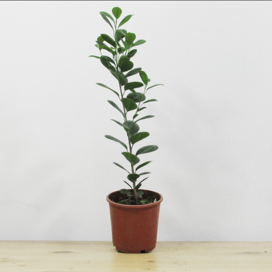 Ficus Moclame L