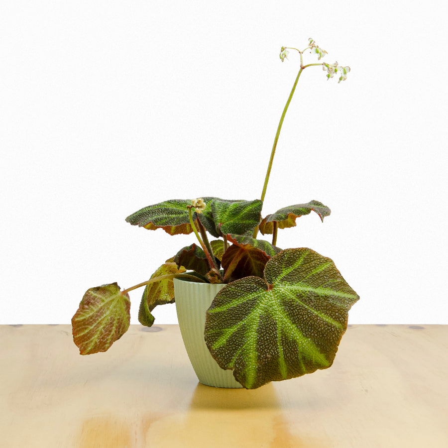 Begonia Solimutata M