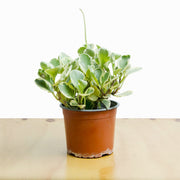 Peperomia Obtusifolia Marble L