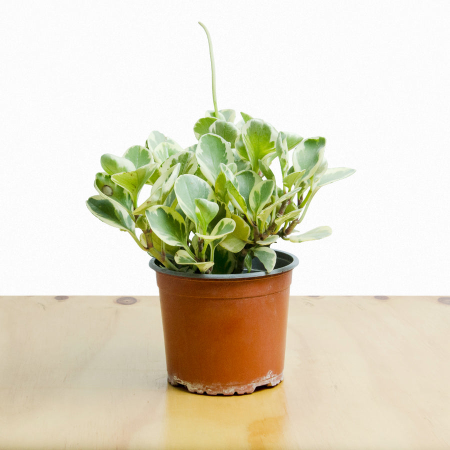 Peperomia Obtusifolia Marble L