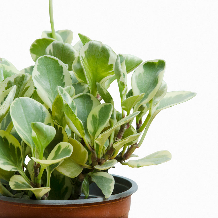 Peperomia Obtusifolia Marble L