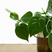 Filodendro Cordatum M