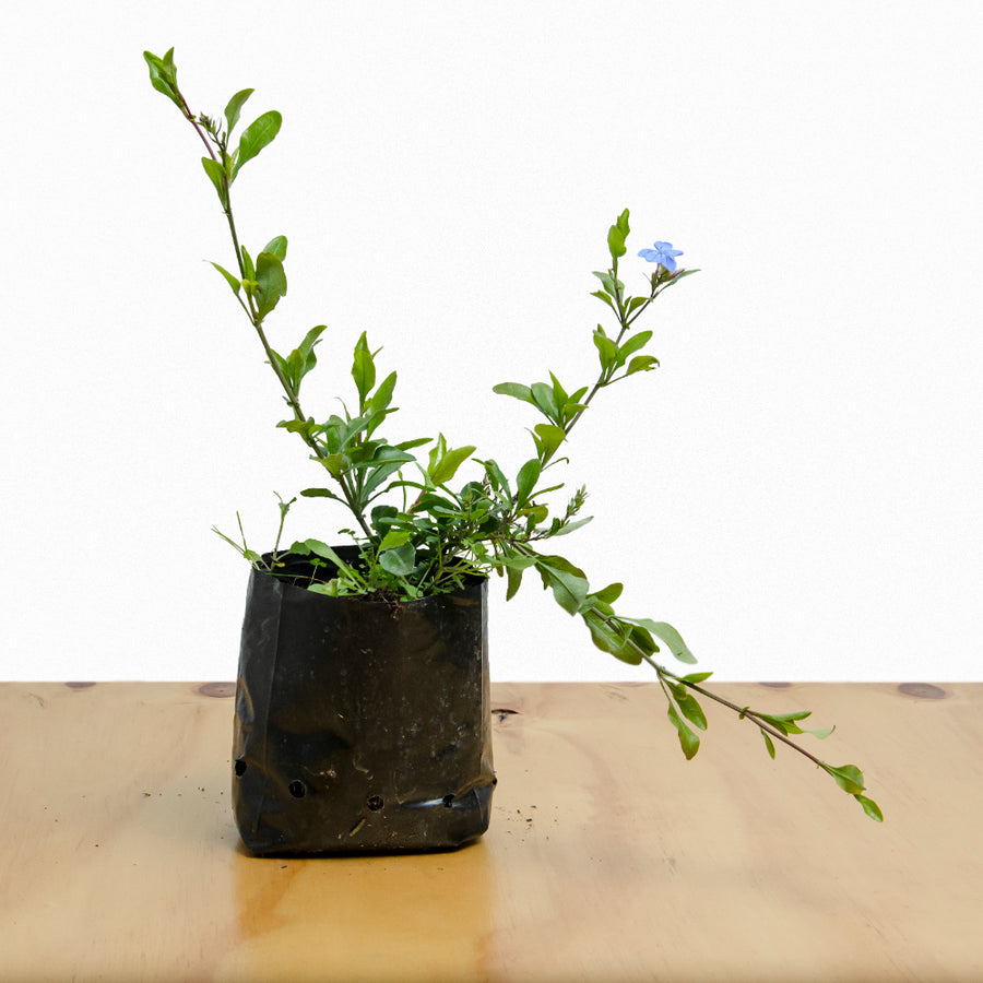 Jazmín Celeste Plumbago Auriculata M