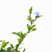 Jazmín Celeste Plumbago Auriculata M