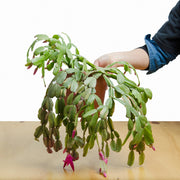 Schlumbergera (Pata de Jaiba) L