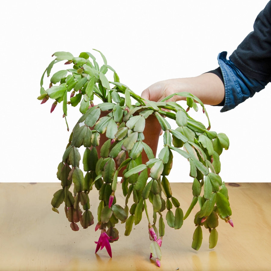 Schlumbergera (Pata de Jaiba) L