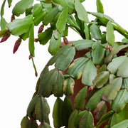 Schlumbergera (Pata de Jaiba) L