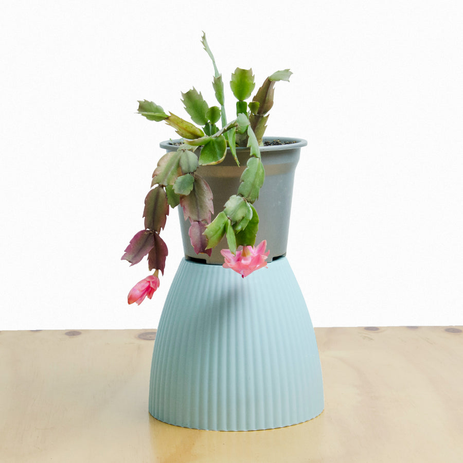 Schlumbergera (Pata de Jaiba) S