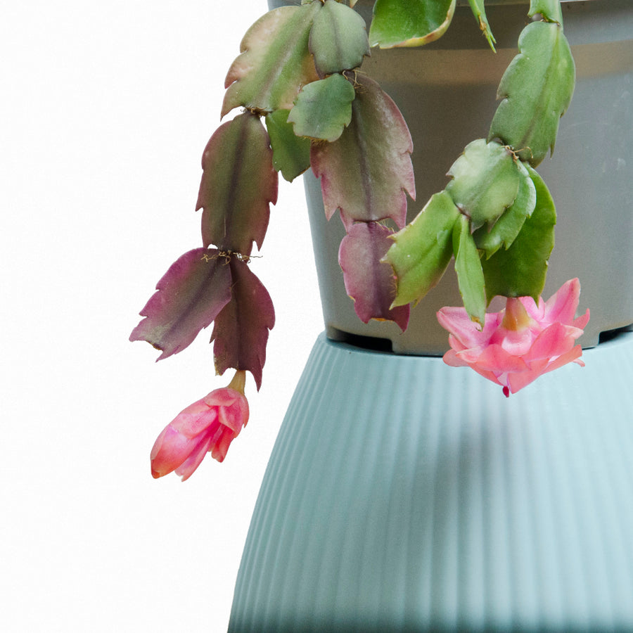 Schlumbergera (Pata de Jaiba) S