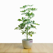 Schefflera M