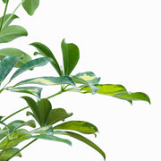 Schefflera M