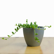 Senecio Herrianus Sandia M