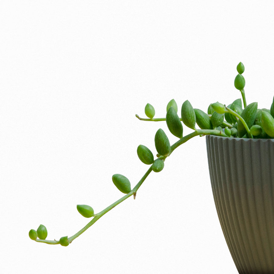 Senecio Herrianus Sandia M