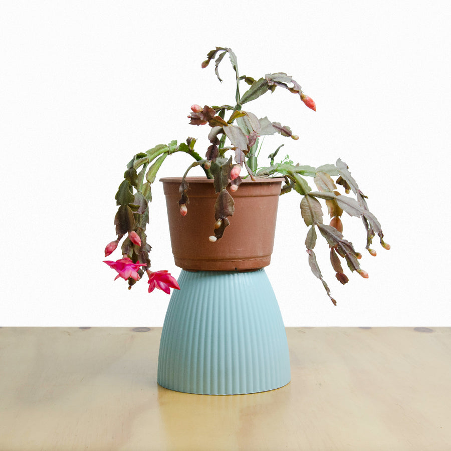 Schlumbergera (Pata de Jaiba) M