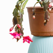 Schlumbergera (Pata de Jaiba) M