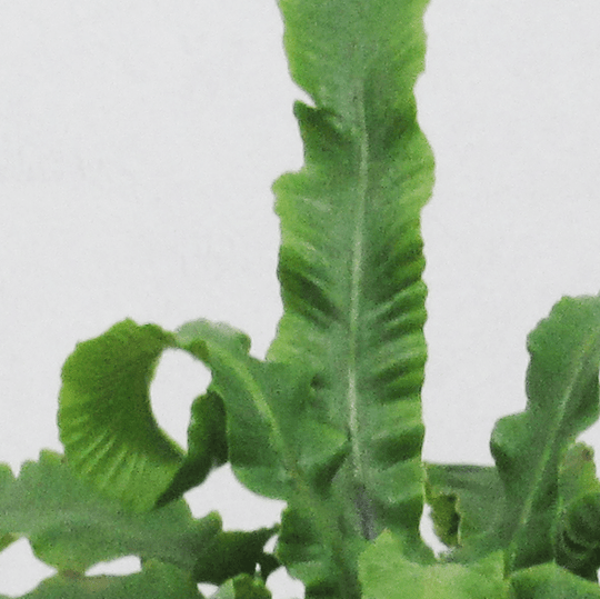 Helecho Asplenium Scolopendrium (Escolopendra)