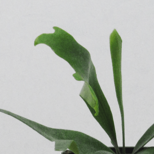 Helecho Cuerno de alce (Platucerium)
