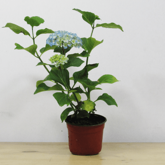 Hortensia M