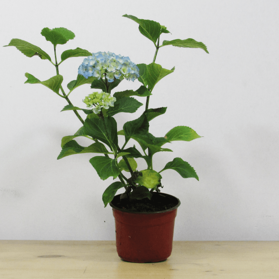 Hortensia M