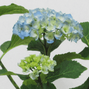 Hortensia M