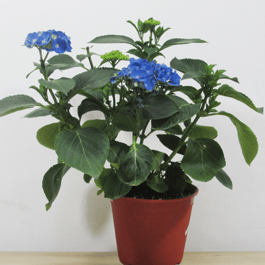Hortensia M