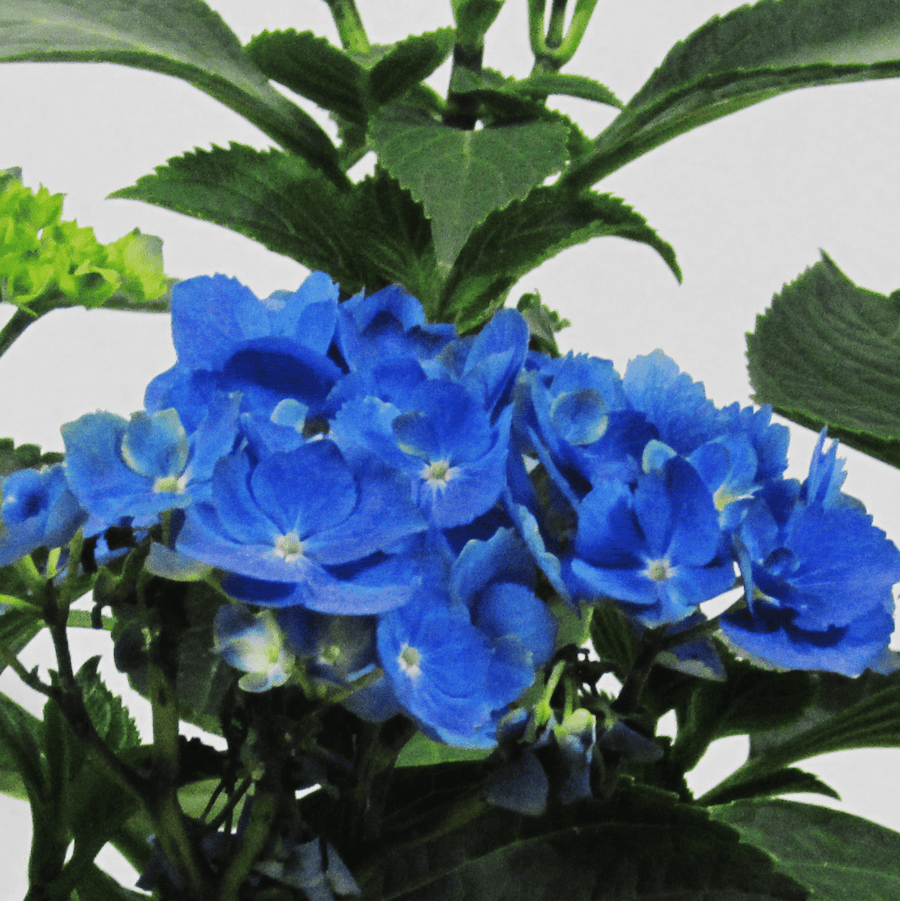 Hortensia M