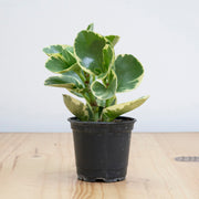 Peperomia Obtusifolia Marble M