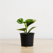 Peperomia Obtusifolia Marble M
