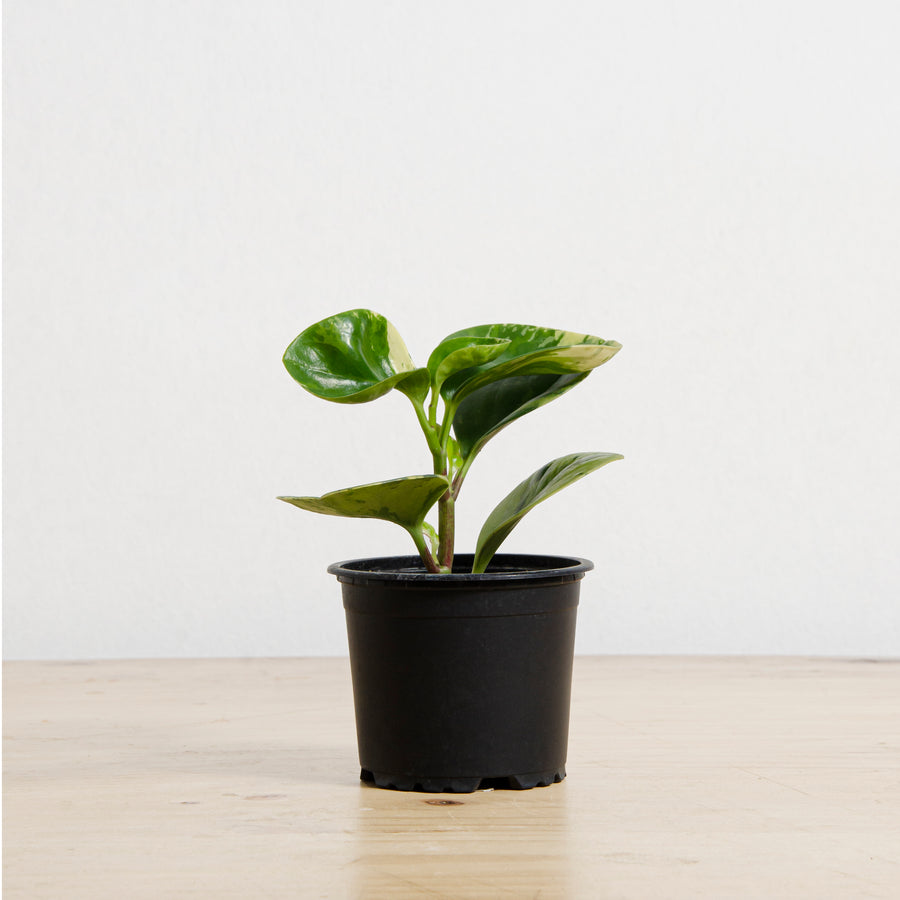 Peperomia Obtusifolia Marble M