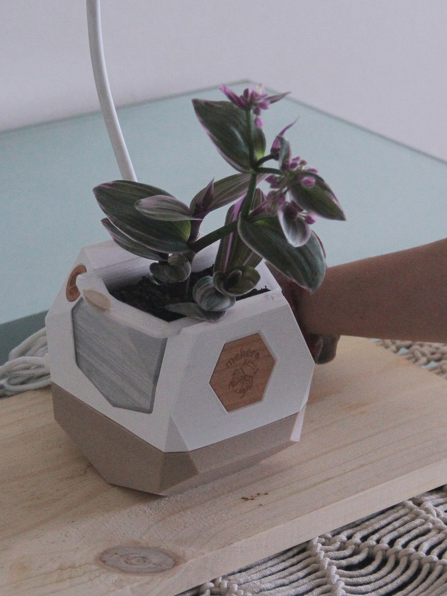 Tradescantia Nanouk M