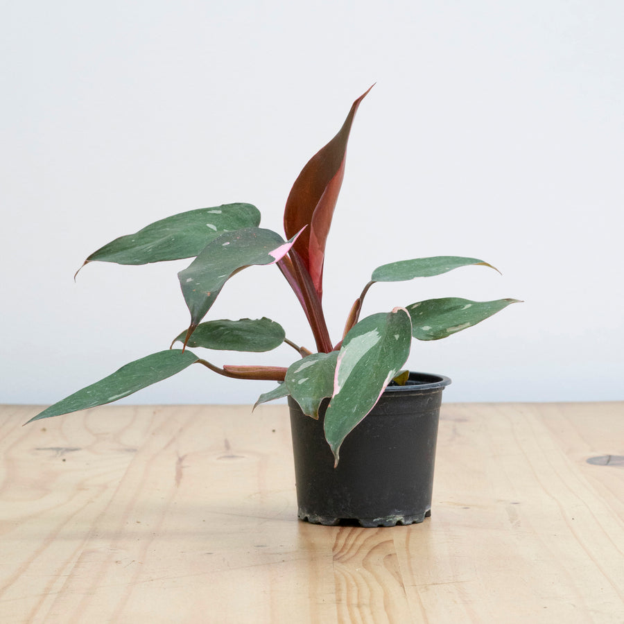 Stromanthe Sanguinea S