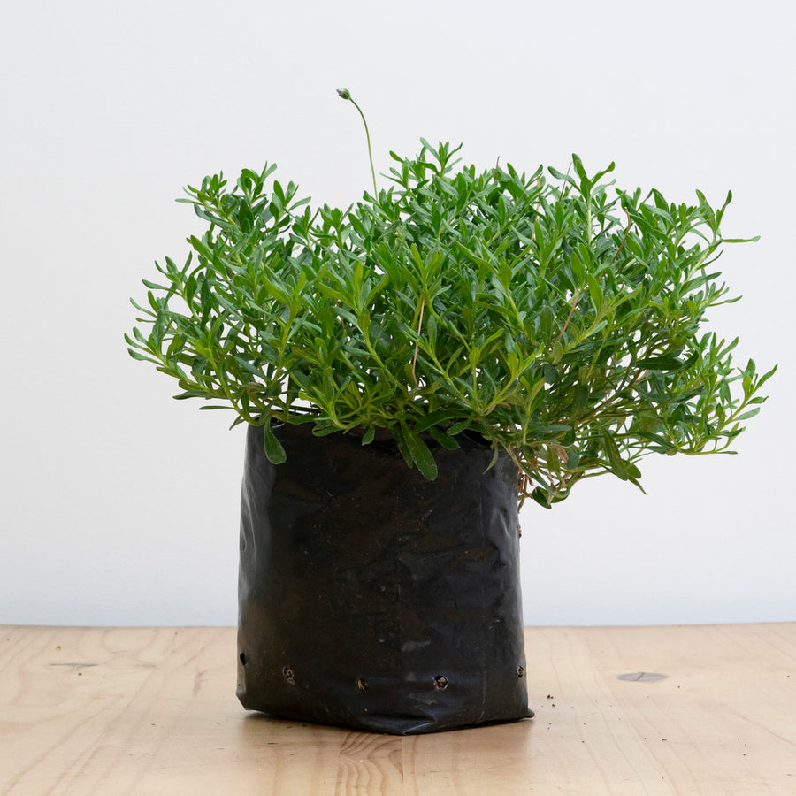 Agatea Verde M